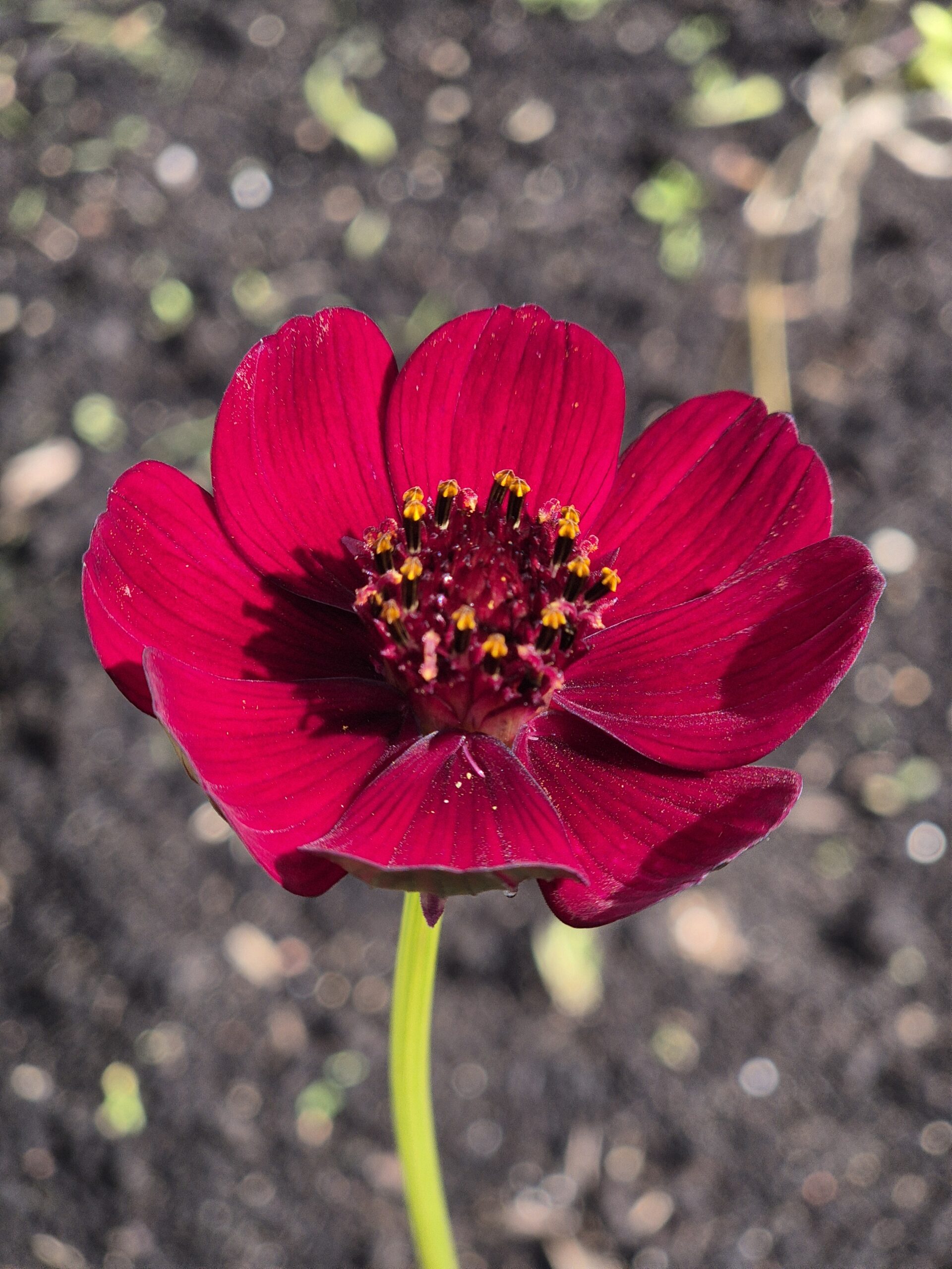chocolate cosmos flower